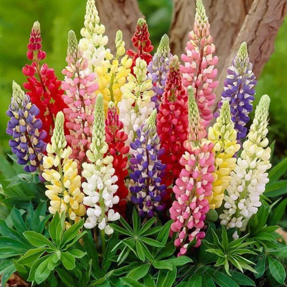 Rare Climbing Peony Bulbs (Pack Of 12)